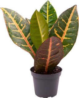 Goed & Groen - Codiaeum Petra - ↨ 12cm - Potmaat 6 - Exclusieve Kwaliteit Planten - Kamer Plant - Kamerplanten - Sfeer - Interieur