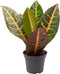 Goed & Groen - Codiaeum Petra - ↨ 12cm - Potmaat 6 - Exclusieve Kwaliteit Planten - Kamer Plant - Kamerplanten - Sfeer - Interieur