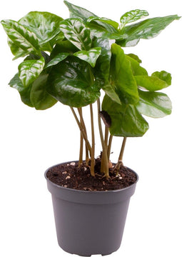 Goed & Groen - Coffea Arabica - ↨ 22cm - Potmaat 6 - Exclusieve Kwaliteit Planten - Kamer Plant - Kamerplanten - Sfeer - Interieur