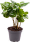Goed & Groen - Coffea Arabica - ↨ 22cm - Potmaat 6 - Exclusieve Kwaliteit Planten - Kamer Plant - Kamerplanten - Sfeer - Interieur
