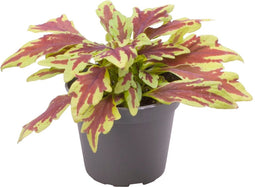 Goed & Groen - Coleus Le Freak - ↨ 8cm - Potmaat 6 - Exclusieve Kwaliteit Planten - Kamer Plant - Kamerplanten - Sfeer - Interieur