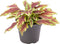 Goed & Groen - Coleus Le Freak - ↨ 8cm - Potmaat 6 - Exclusieve Kwaliteit Planten - Kamer Plant - Kamerplanten - Sfeer - Interieur
