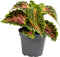 Goed & Groen - Coleus Spacecake - ↨ 8cm - Potmaat 6 - Exclusieve Kwaliteit Planten - Kamer Plant - Kamerplanten - Sfeer - Interieur