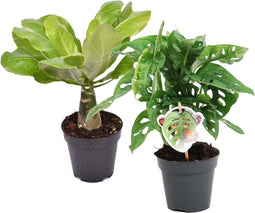 Goed & Groen - Combi Monstera ‘Monkey Leaf’ en Brighamia 'Hawaii Palm' - ↨ 35cm - Potmaat 12 - Exclusieve Kwaliteit Planten - Kamer Plant - Kamerplanten - Sfeer - Interieur