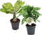 Goed & Groen - Combi Monstera ‘Monkey Leaf’ en Brighamia 'Hawaii Palm' - ↨ 35cm - Potmaat 12 - Exclusieve Kwaliteit Planten - Kamer Plant - Kamerplanten - Sfeer - Interieur