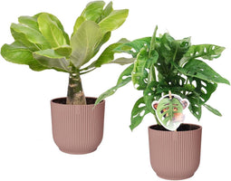 Goed & Groen - Combi Monstera ‘Monkey Leaf’ en Brighamia 'Hawaii Palm’ in ELHO Vibes Fold Round (delicaat roze) - ↨ 35cm - Potmaat 14 - Exclusieve Kwaliteit Planten - Kamer Plant - Kamerplanten - Sfeer - Interieur