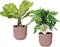 Goed & Groen - Combi Monstera ‘Monkey Leaf’ en Brighamia 'Hawaii Palm’ in ELHO Vibes Fold Round (delicaat roze) - ↨ 35cm - Potmaat 14 - Exclusieve Kwaliteit Planten - Kamer Plant - Kamerplanten - Sfeer - Interieur