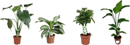 Goed & Groen - Combipakket - Aglaonema Silver Bay, Strelitzia Nicolai, Alocasia Cucullata en Schefflera Nora -↨ 90cm - Potmaat 17 - Kwaliteit Planten - Kamer Plant - Kamerplanten - Sfeer