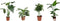 Goed & Groen - Combipakket - Aglaonema Silver Bay, Strelitzia Nicolai, Alocasia Cucullata en Schefflera Nora -↨ 90cm - Potmaat 17 - Kwaliteit Planten - Kamer Plant - Kamerplanten - Sfeer