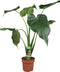 Goed & Groen - Combipakket - Aglaonema Silver Bay, Strelitzia Nicolai, Alocasia Cucullata en Schefflera Nora -↨ 90cm - Potmaat 17 - Kwaliteit Planten - Kamer Plant - Kamerplanten - Sfeer