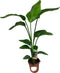 Goed & Groen - Combipakket - Aglaonema Silver Bay, Strelitzia Nicolai, Alocasia Cucullata en Schefflera Nora -↨ 90cm - Potmaat 17 - Kwaliteit Planten - Kamer Plant - Kamerplanten - Sfeer