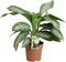 Goed & Groen - Combipakket - Aglaonema Silver Bay, Strelitzia Nicolai, Alocasia Cucullata en Schefflera Nora -↨ 90cm - Potmaat 17 - Kwaliteit Planten - Kamer Plant - Kamerplanten - Sfeer
