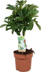 Goed & Groen - Combipakket - Aglaonema Silver Bay, Strelitzia Nicolai, Alocasia Cucullata en Schefflera Nora -↨ 90cm - Potmaat 17 - Kwaliteit Planten - Kamer Plant - Kamerplanten - Sfeer