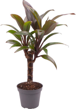 Goed & Groen - Cordyline Fruticosa Purple Compacta - ↨ 22cm - Potmaat 6 - Exclusieve Kwaliteit Planten - Kamer Plant - Kamerplanten - Sfeer - Interieur