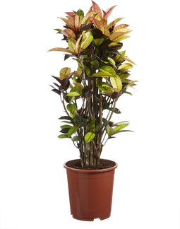 Goed & Groen - Croton Iceton - ↨ 120cm - Potmaat 27 - Exclusieve Kwaliteit Planten - Kamer Plant - Kamerplanten - Sfeer - Interieur