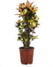 Goed & Groen - Croton Iceton - ↨ 120cm - Potmaat 27 - Exclusieve Kwaliteit Planten - Kamer Plant - Kamerplanten - Sfeer - Interieur