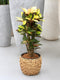 Goed & Groen - Croton Iceton - ↨ 120cm - Potmaat 27 - Exclusieve Kwaliteit Planten - Kamer Plant - Kamerplanten - Sfeer - Interieur
