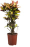 Goed & Groen - Croton Iceton - ↨ 120cm - Potmaat 27 - Exclusieve Kwaliteit Planten - Kamer Plant - Kamerplanten - Sfeer - Interieur