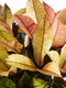 Goed & Groen - Croton Iceton - ↨ 120cm - Potmaat 27 - Exclusieve Kwaliteit Planten - Kamer Plant - Kamerplanten - Sfeer - Interieur