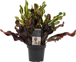 Goed & Groen - Croton Mammi - ↨ 25cm - Potmaat 12 - Exclusieve Kwaliteit Planten - Kamer Plant - Kamerplanten - Sfeer - Interieur