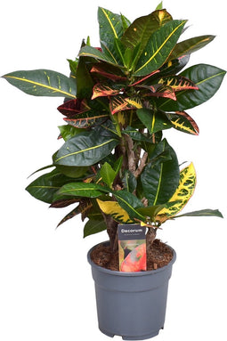 Goed & Groen - Croton Petra - ↨ 55cm - Potmaat 17 - Exclusieve Kwaliteit Planten - Kamer Plant - Kamerplanten - Sfeer - Interieur