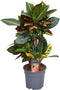 Goed & Groen - Croton Petra - ↨ 55cm - Potmaat 17 - Exclusieve Kwaliteit Planten - Kamer Plant - Kamerplanten - Sfeer - Interieur