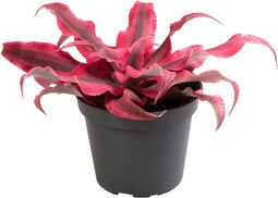 Goed & Groen - Cryptanthus Super Pink - ↨ 10cm - Potmaat 6 - Exclusieve Kwaliteit Planten - Kamer Plant - Kamerplanten - Sfeer - Interieur
