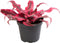 Goed & Groen - Cryptanthus Super Pink - ↨ 10cm - Potmaat 6 - Exclusieve Kwaliteit Planten - Kamer Plant - Kamerplanten - Sfeer - Interieur