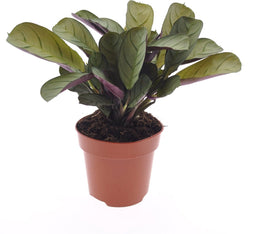 Goed & Groen - Ctenanthe Amagris - ↨ 25cm - Potmaat 12 - Exclusieve Kwaliteit Planten - Kamer Plant - Kamerplanten - Sfeer - Interieur