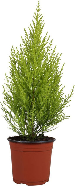 Goed & Groen - Cupressus macrocarpa 'Goldcrest Wilma' - ↨ 50cm - Potmaat 14 - Exclusieve Kwaliteit Planten - Kamer Plant - Kamerplanten - Sfeer - Interieur