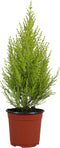 Goed & Groen - Cupressus macrocarpa 'Goldcrest Wilma' - ↨ 50cm - Potmaat 14 - Exclusieve Kwaliteit Planten - Kamer Plant - Kamerplanten - Sfeer - Interieur