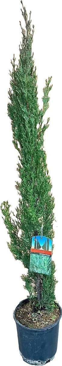 Goed & Groen - Cupressus sempervirens - XL - ↨ 100cm - Potmaat 19 - Exclusieve Kwaliteit Planten - Kamer Plant - Kamerplanten - Sfeer - Interieur