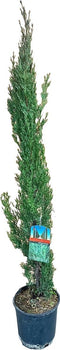 Goed & Groen - Cupressus sempervirens - XL - ↨ 100cm - Potmaat 19 - Exclusieve Kwaliteit Planten - Kamer Plant - Kamerplanten - Sfeer - Interieur