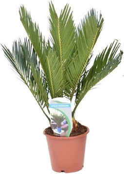 Goed & Groen - Cycas Revoluta - ↨ 40cm - Potmaat 12 - Exclusieve Kwaliteit Planten - Kamer Plant - Kamerplanten - Sfeer - Interieur