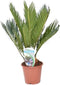 Goed & Groen - Cycas Revoluta - ↨ 40cm - Potmaat 12 - Exclusieve Kwaliteit Planten - Kamer Plant - Kamerplanten - Sfeer - Interieur