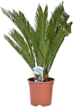 Goed & Groen - Cycas revoluta - ↨ 60cm - Potmaat 17 - Exclusieve Kwaliteit Planten - Kamer Plant - Kamerplanten - Sfeer - Interieur