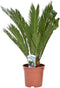 Goed & Groen - Cycas revoluta - ↨ 60cm - Potmaat 17 - Exclusieve Kwaliteit Planten - Kamer Plant - Kamerplanten - Sfeer - Interieur
