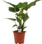 Goed & Groen - Decorum Alocasia Cucullata - ↨ 70cm - Potmaat 19 - Exclusieve Kwaliteit Planten - Kamer Plant - Kamerplanten - Sfeer - Interieur