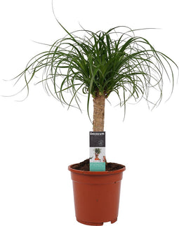 Goed & Groen - Decorum Beaucarnea (Recht ) - ↨ 55cm - Potmaat 19 - Exclusieve Kwaliteit Planten - Kamer Plant - Kamerplanten - Sfeer - Interieur