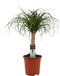 Goed & Groen - Decorum Beaucarnea (Recht ) - ↨ 55cm - Potmaat 19 - Exclusieve Kwaliteit Planten - Kamer Plant - Kamerplanten - Sfeer - Interieur