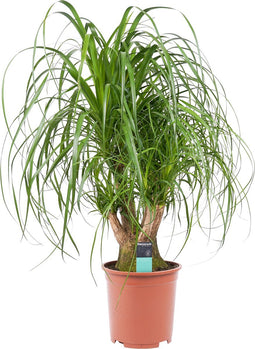 Goed & Groen - Decorum Beaucarnea Vertakt - ↨ 75cm - Potmaat 27 - Exclusieve Kwaliteit Planten - Kamer Plant - Kamerplanten - Sfeer - Interieur