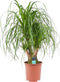 Goed & Groen - Decorum Beaucarnea Vertakt - ↨ 75cm - Potmaat 27 - Exclusieve Kwaliteit Planten - Kamer Plant - Kamerplanten - Sfeer - Interieur