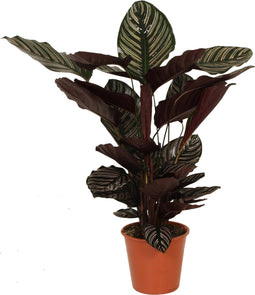 Goed & Groen - Decorum Calathea Ornata - ↨ 80cm - Potmaat 19 - Exclusieve Kwaliteit Planten - Kamer Plant - Kamerplanten - Sfeer - Interieur