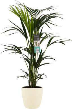 Goed & Groen - Decorum Kentia Palm - Elho brussels soap - ↨ 100cm - Potmaat 21 - Exclusieve Kwaliteit Planten - Kamer Plant - Kamerplanten - Sfeer - Interieur