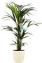 Goed & Groen - Decorum Kentia Palm - Elho brussels soap - ↨ 100cm - Potmaat 21 - Exclusieve Kwaliteit Planten - Kamer Plant - Kamerplanten - Sfeer - Interieur