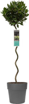 Goed & Groen - Decorum Laurus nobilis (in spiraalvorm) in ELHO Vibia sierpot voor buiten -↨ 120cm - Potmaat 30cm - Kwaliteit Planten - Tuin Plant - Tuinplantenplanten - Sfeer