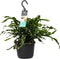 Goed & Groen - Decorum Microsorum diversifolium - ↨ 40cm - Potmaat 17 - Exclusieve Kwaliteit Planten - Kamer Plant - Kamerplanten - Sfeer - Interieur