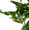 Goed & Groen - Decorum Microsorum diversifolium - ↨ 40cm - Potmaat 17 - Exclusieve Kwaliteit Planten - Kamer Plant - Kamerplanten - Sfeer - Interieur