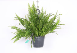 Goed & Groen - Decorum Nephrolepis exaltata 'Green Lady' - ↨ 40cm - Potmaat 17 - Exclusieve Kwaliteit Planten - Kamer Plant - Kamerplanten - Sfeer - Interieur
