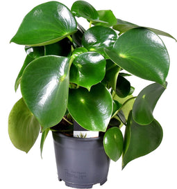 Goed & Groen - Decorum Peperomia Raindrop Feel Green - ↨ 30cm - Potmaat 14 - Exclusieve Kwaliteit Planten - Kamer Plant - Kamerplanten - Sfeer - Interieur